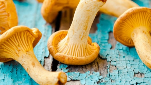 fresh-chanterelle-mushrooms-on-a-wooden-P5YD4CZ@2x-min